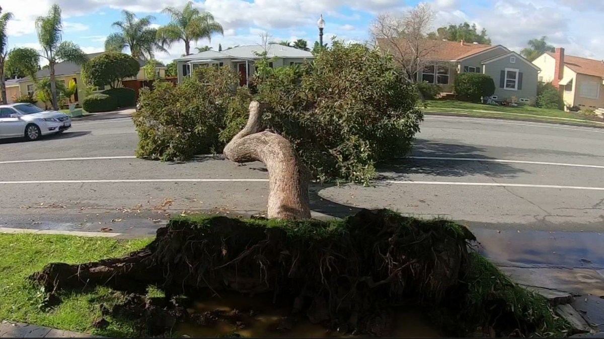 Winter Storm Knocked Down Trees Around County NBC 7 San Diego