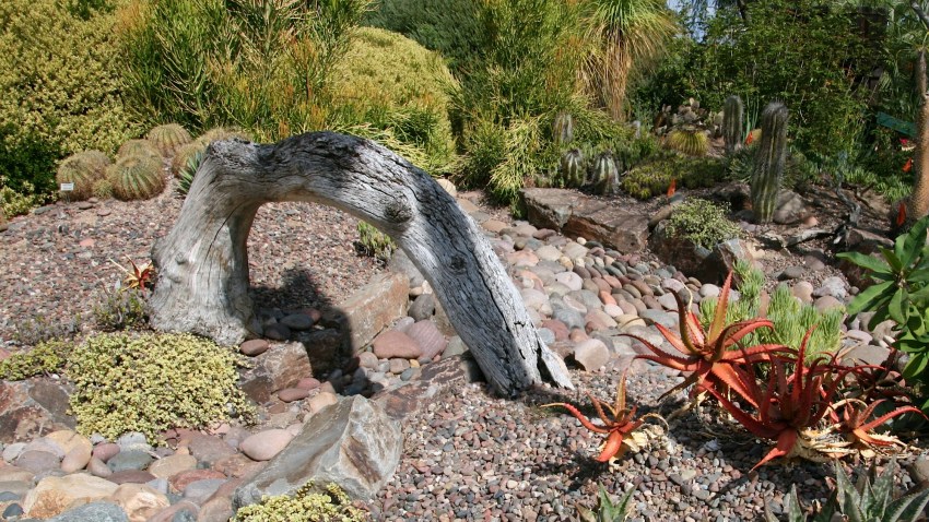 CG The Garden Drought 1101 - Succulents