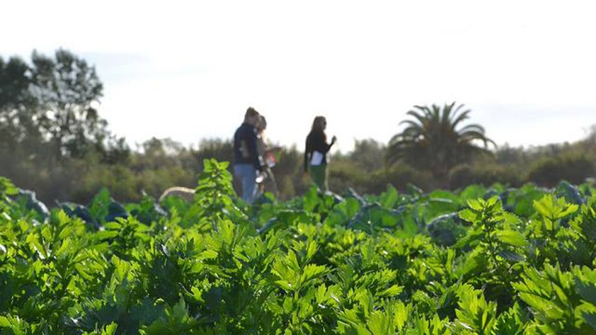 Suzies-Farm-Facebook