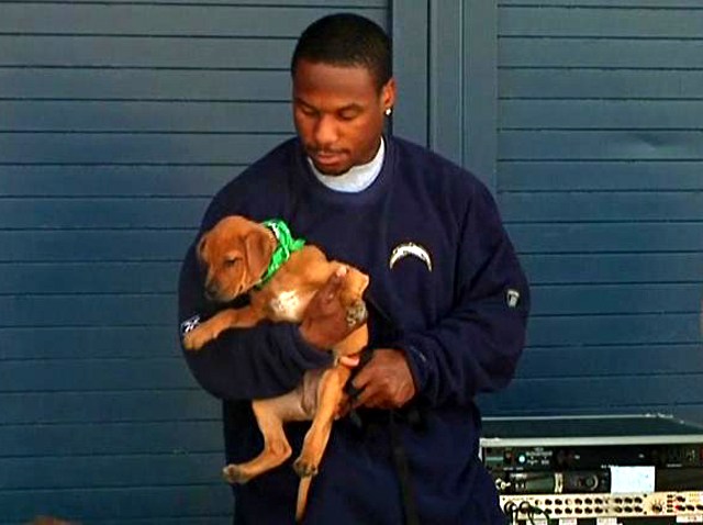 T_CHARGERS_PET_ADOPT_KNSDe62e_4MB-004000-1678198198
