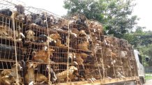 Thailand meat trade dogs on trucks