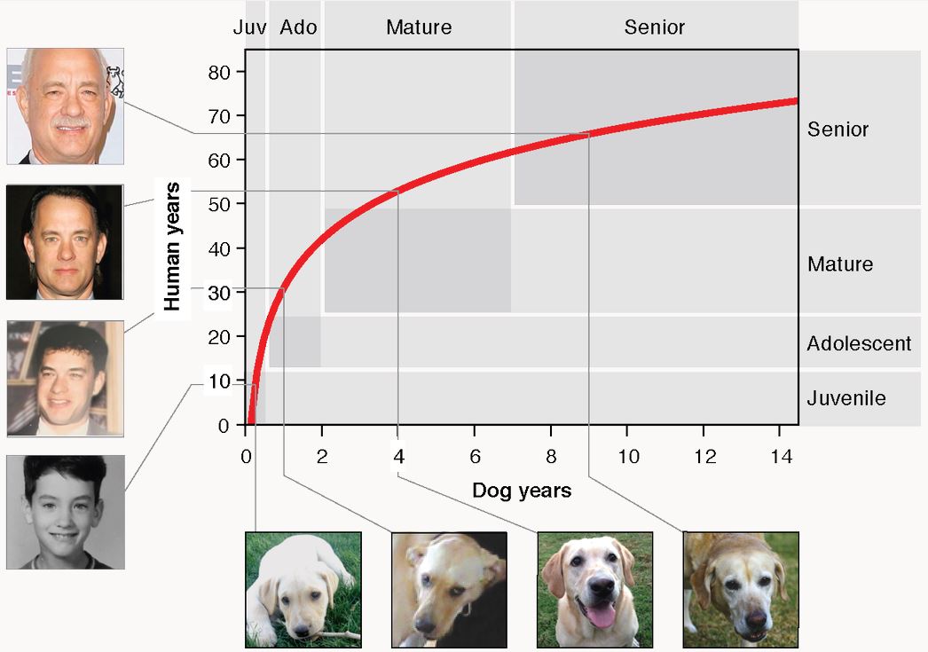 how old is 40 in dog years