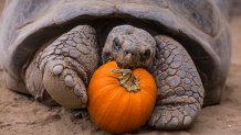San Diego Zoo Staff Throws Halloween Party for130-year-old Galap