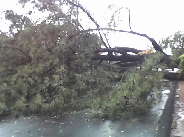 TreeDown