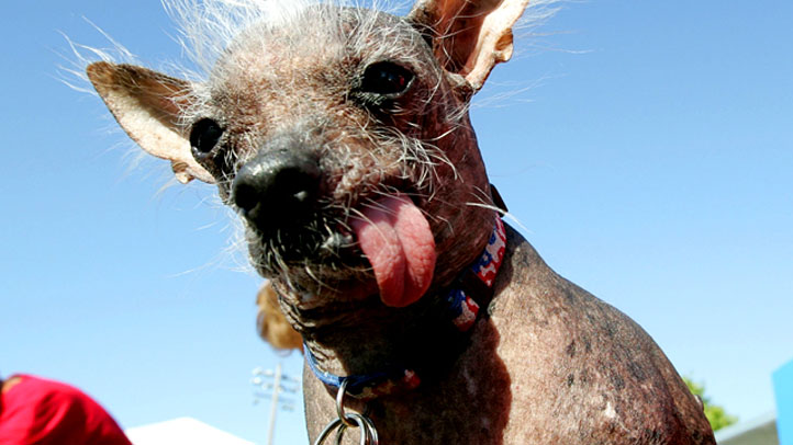 Ugliest Dog Time