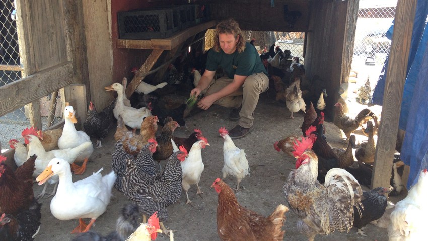 Raising Chickens In San Diegos Urban Neighborhoods Nbc 7 San Diego