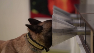 Dog sniffing cone in coronavirus research study.