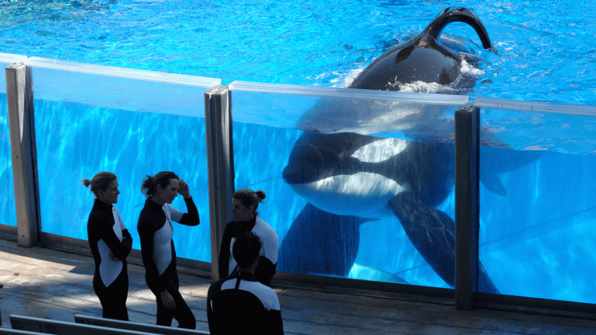 WHALE_AP_1603081831165509