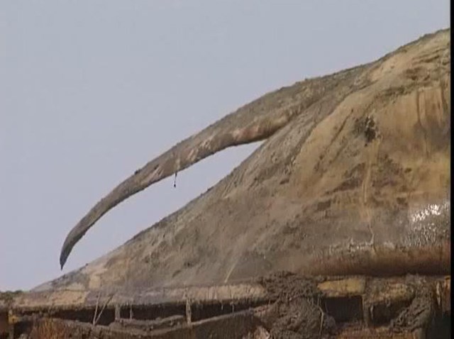 021509 Dead whale
