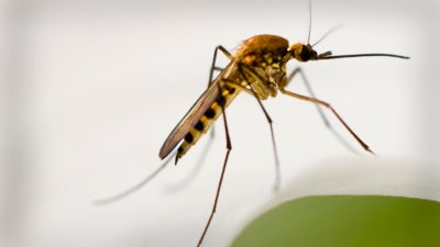 First case of West Nile virus in San Diego County this year found in ...