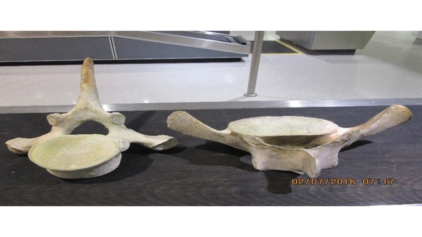 Possible Whale Bones