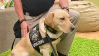 A yellow labrador K-9 with the San Diego Police Department
