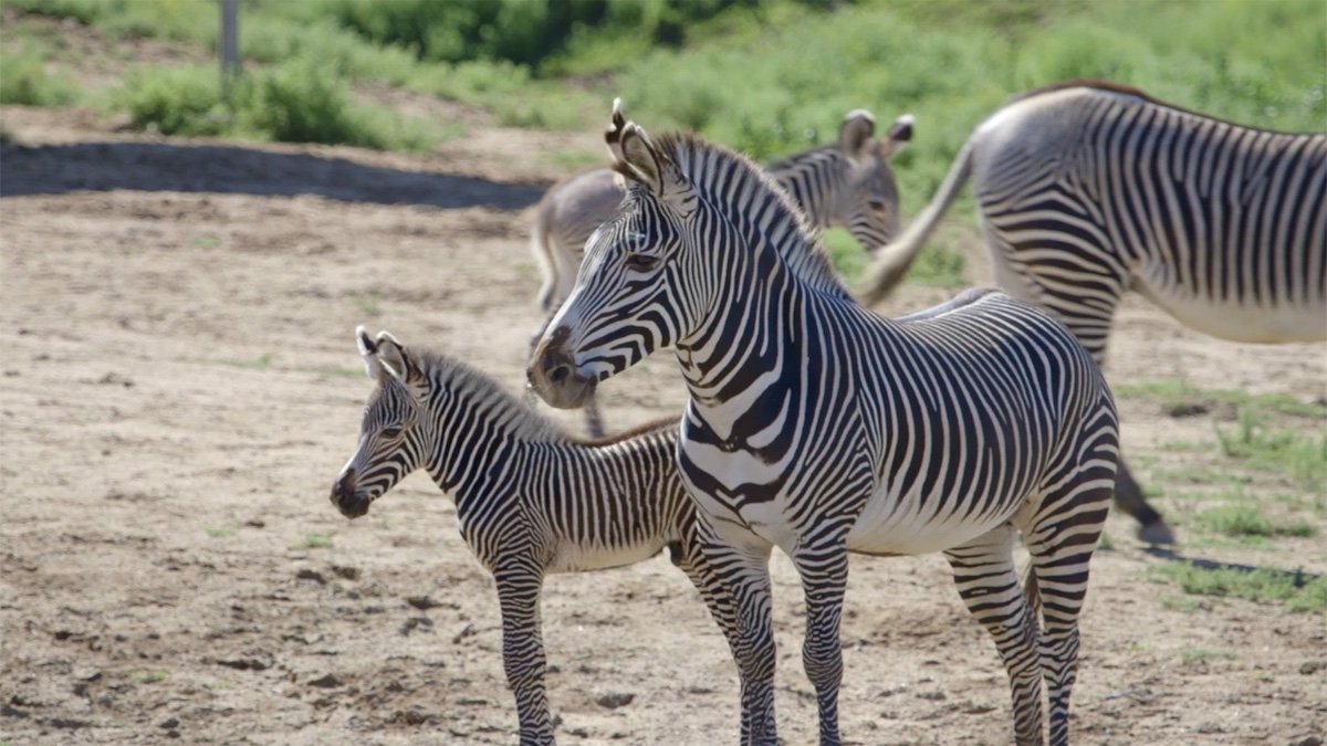 2 New Baby Zebras Born at Safari Park NBC 7 San Diego
