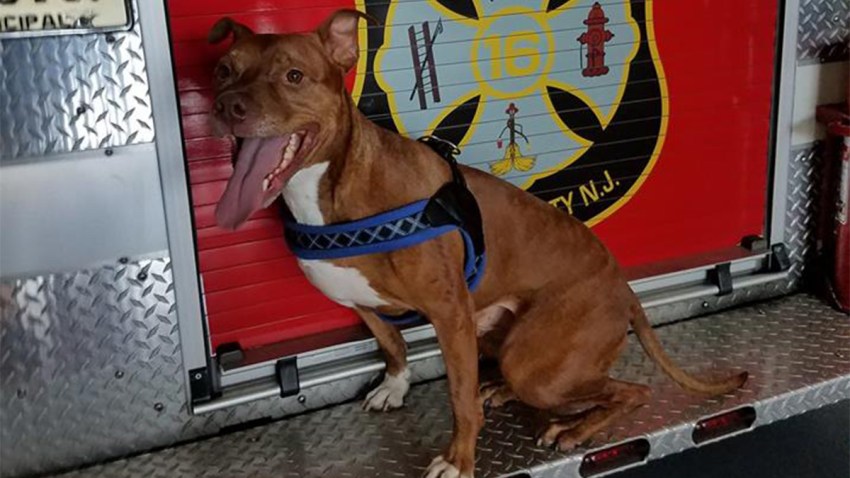 Zeus Dog 1