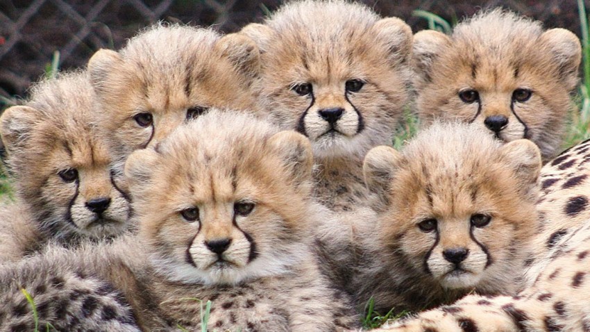 Zoo-Cheetah-Cubs-Global-Pic
