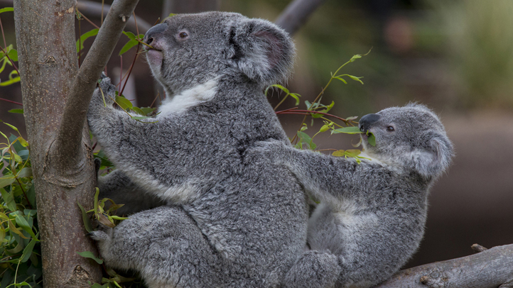 Koalas at San Diego Zoo Get a New Home