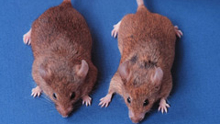 amd_mice-resize