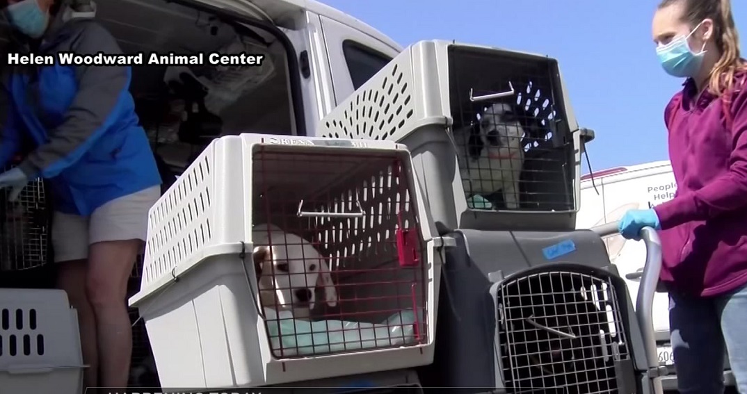 helen woodward animal shelter