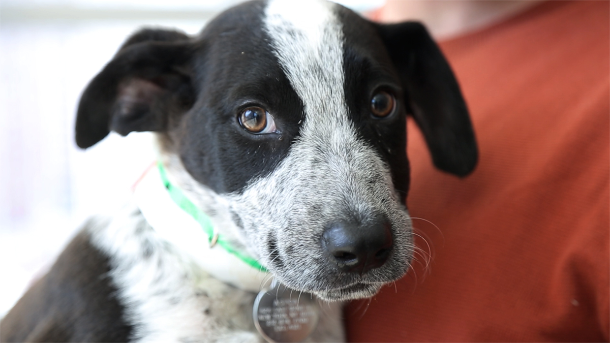 Pet Adoption 101 What To Do Before During And After A Shelter Visit Nbc 7 San Diego Pet Adoption 101 What To Do Before During And After A Shelter Visit Nbc 7 San Diego
