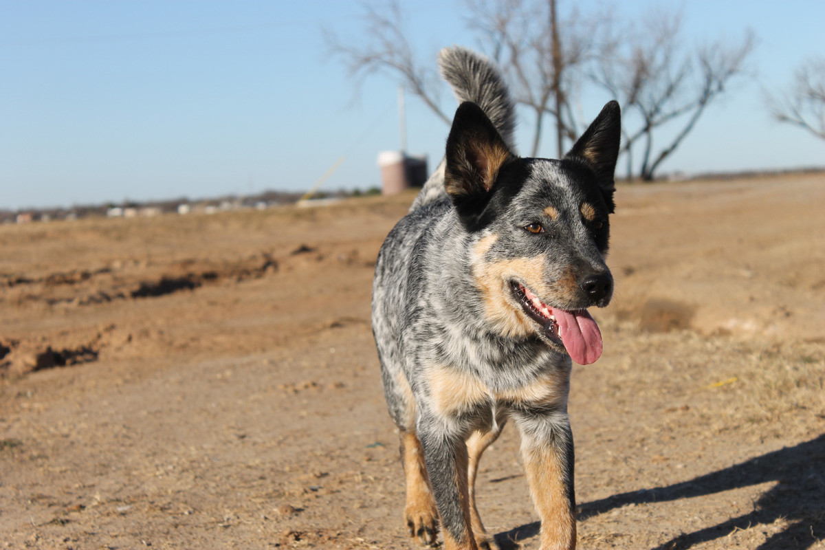 Australian cattle dogs are known for their intelligence and energy.