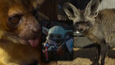 2 San Diego Animals Voice 'Baby Yoda' on Hit Disney+ Show – NBC 7 San Diego