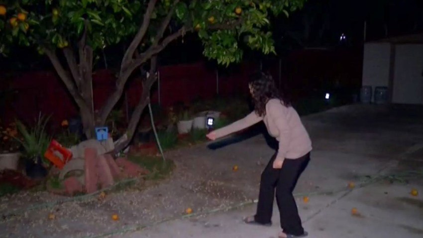 backyard pest control scam
