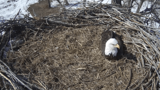 Bald Eagle in nest