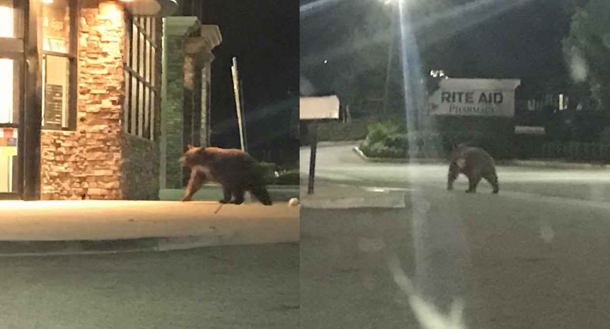 Bear Sightings in Southern California NBC 7 San Diego