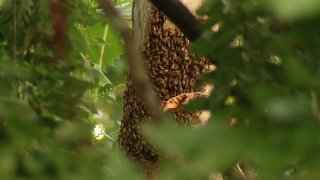 bee hive swarm
