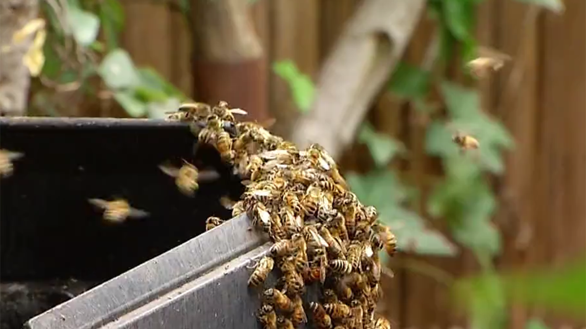 What to do if You Encounter a Bee Swarm NBC 7 San Diego