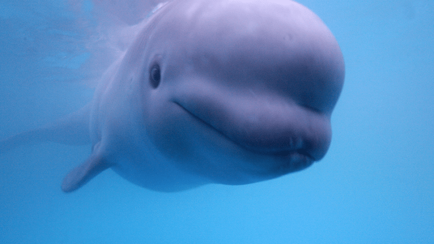 Rescued Baby Beluga Whale Gets New Home – NBC 7 San Diego
