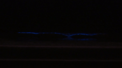 Blue Waves Are Back: Bioluminescence Returns to San Diego Beaches - Vimarsana News