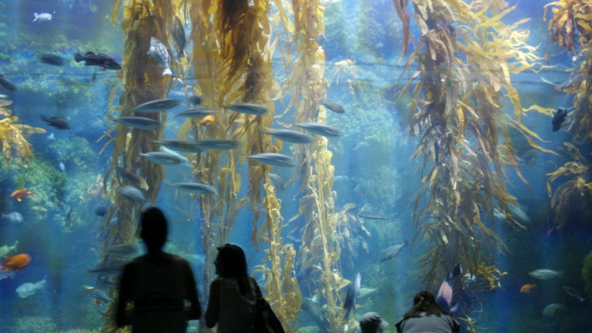Birch Aquarium prepares for Fin-Tastic Fun as `Shark Summer' returns