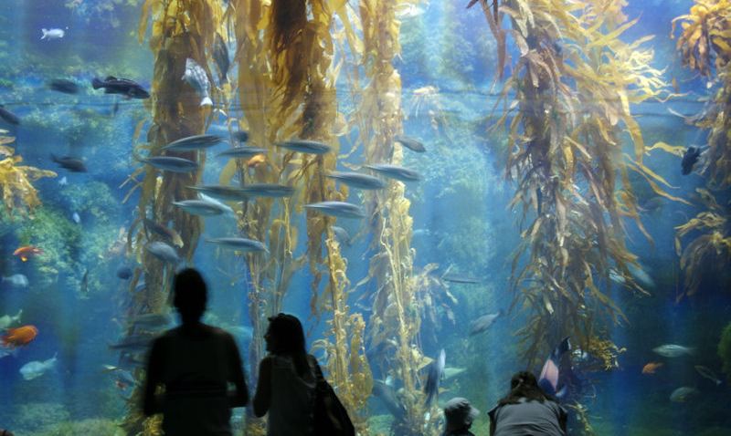 birch_aquarium