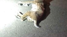 bobcat hurt 0913