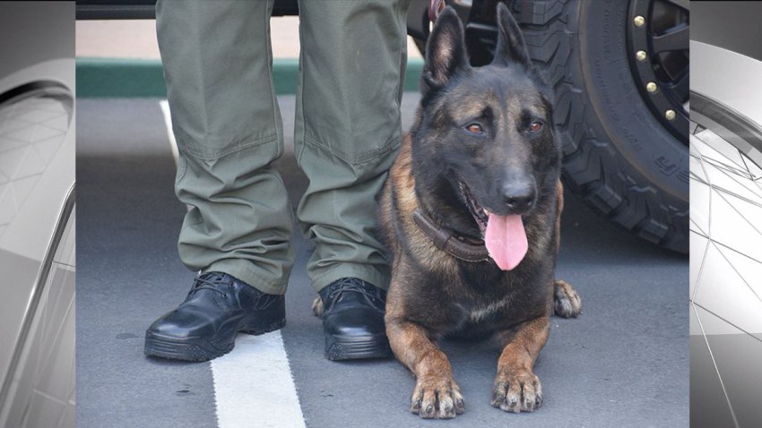 bono deputy k9