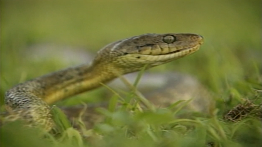 From The Archives Remembering The Brown Tree Snake Invasion Nbc