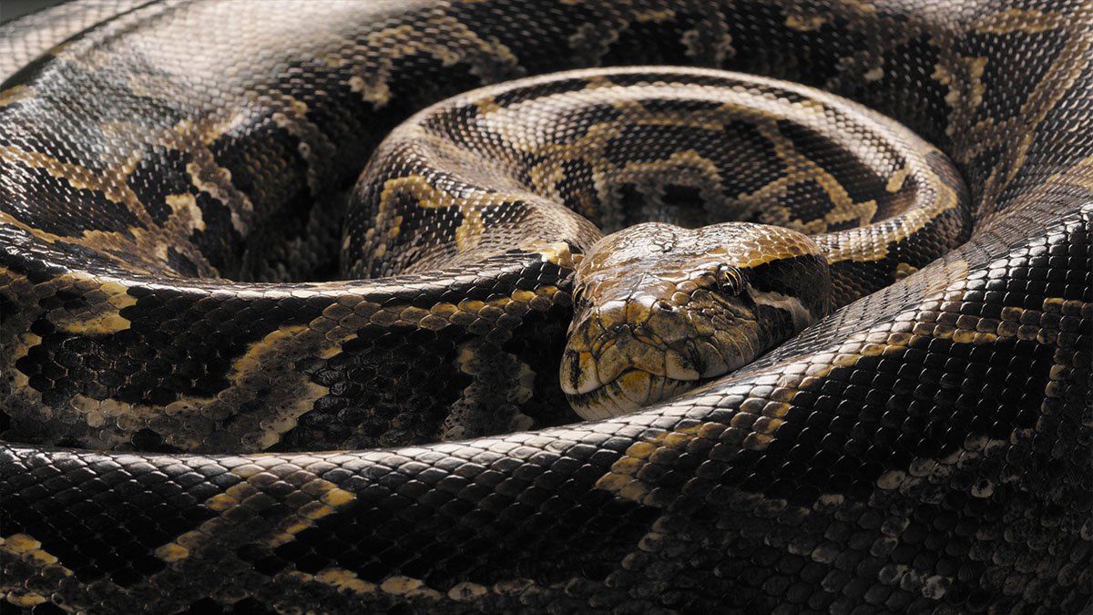 Pregnant python found in Florida Everglades with over 60 eggs – NBC 7 San Diego - Vimarsana News