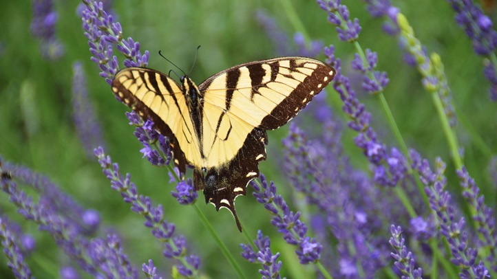 butterflylav245