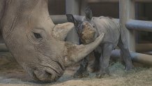 Rhino Calf