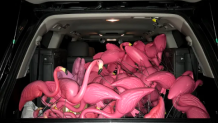 This flock of flamingos is ready to be taken to the next location to surprise the recipient.