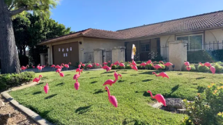 A home in Carlsbad is adorned with plastic, pink flamingos in its front yard, courtesy of realtors Graham and Kelly Levine.
