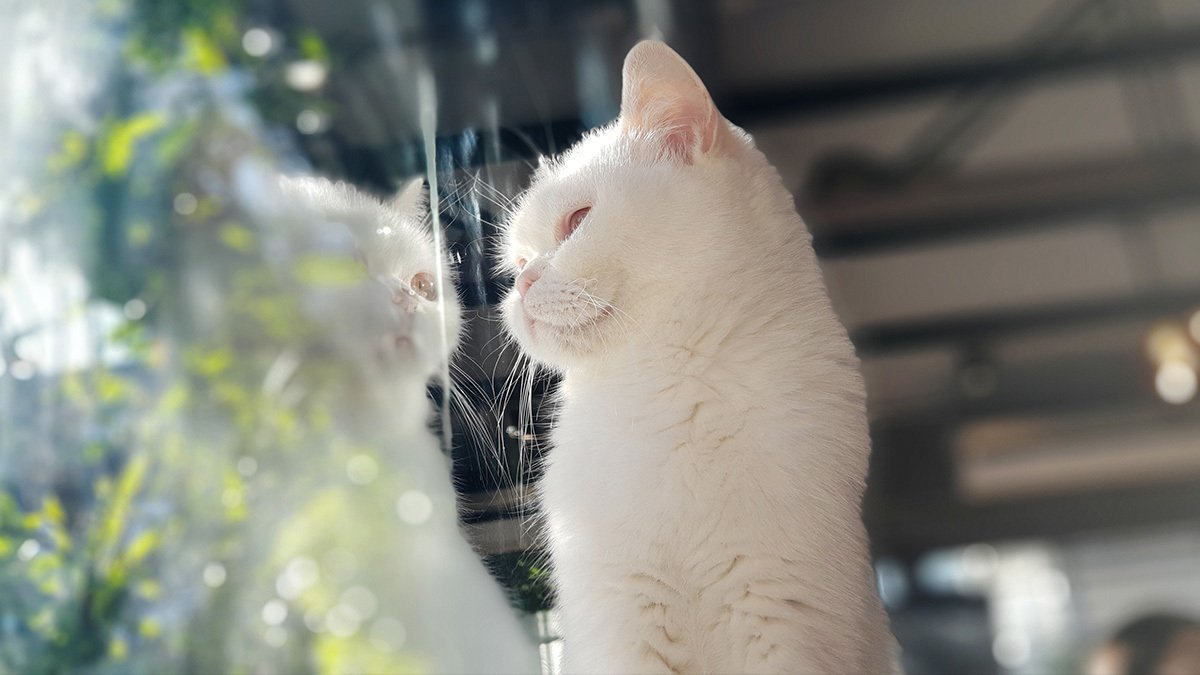 Visit a Cat Cafe in Southern California and Adopt a Furry Friend - Vimarsana News