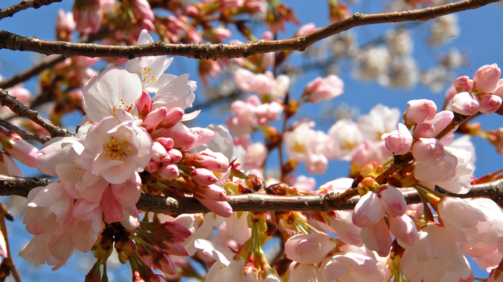 Cherry Blossom Festival Welcomes Spring Nbc 7 San Diego
