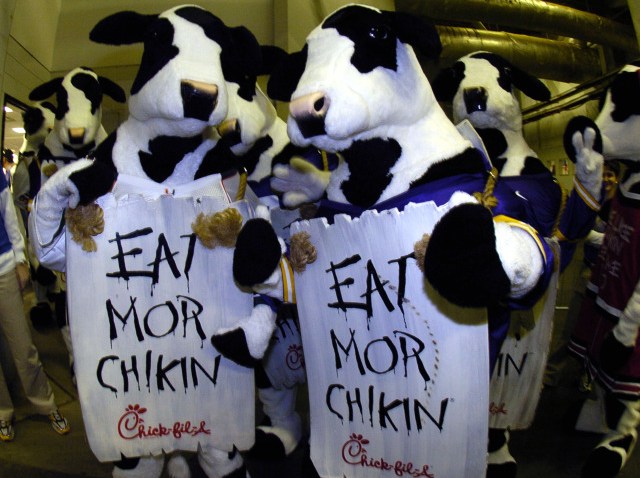chick fil a cows