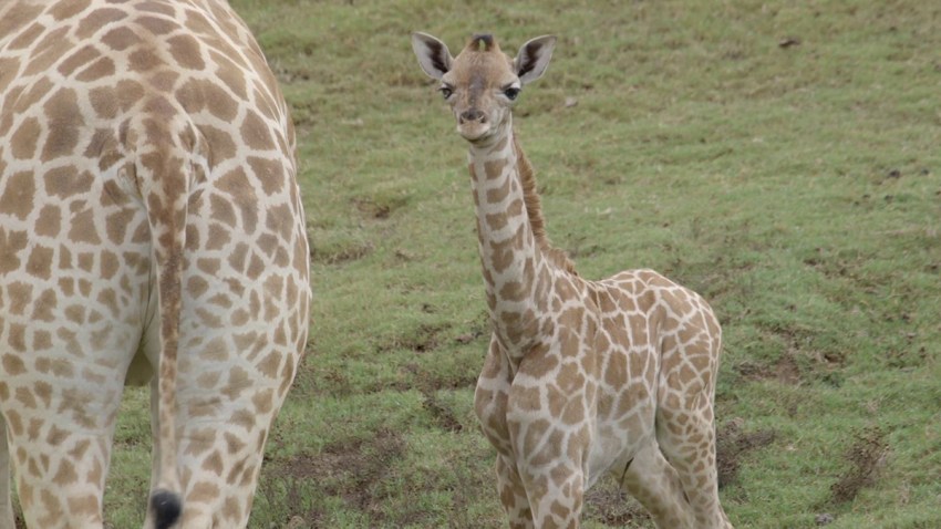 congo baby giraffe