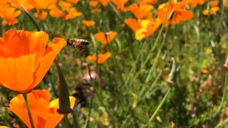 Bee and Poppy