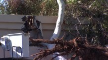 damaged roof tree balboa park 0701