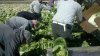 Over 30 farmworkers detained by ICE in Ventura County, sparking widespread fear