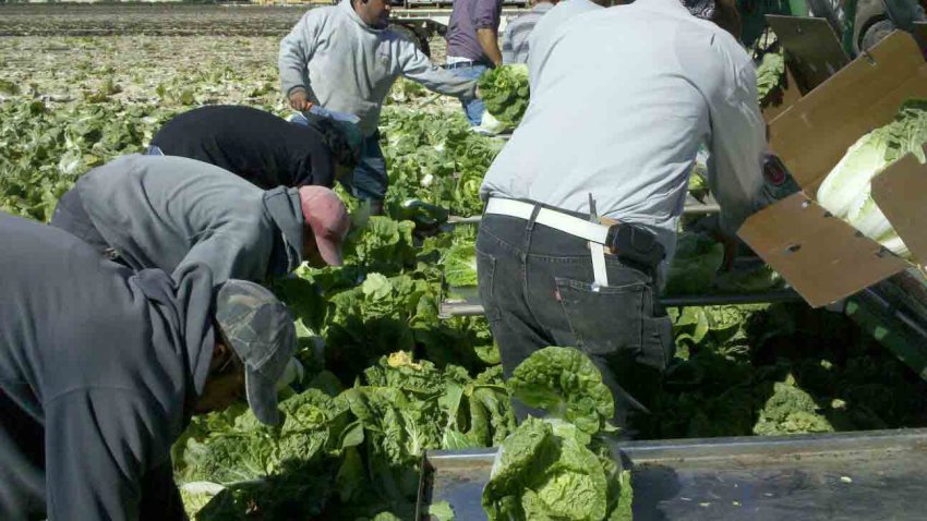 Farmworker